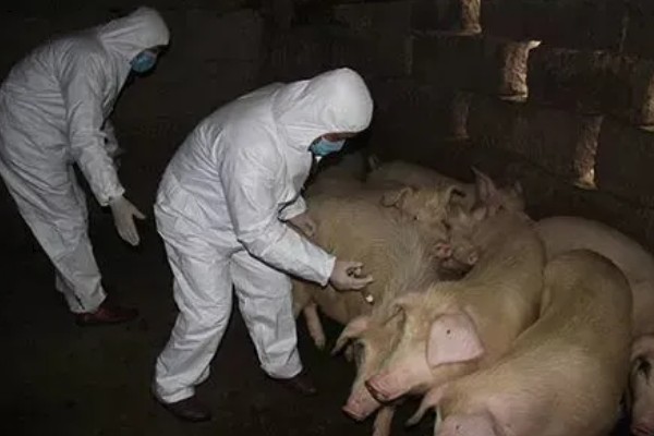 打针了猪肉多长时间才能吃,根据注射的药剂是什么来决定