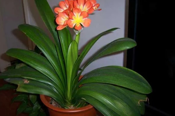 君子兰的风水作用,可提升事业运、通风报喜等