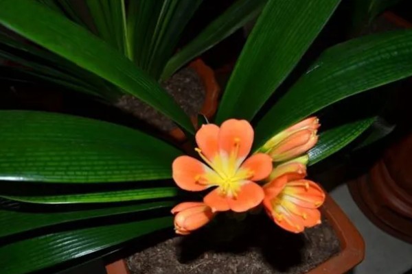 君子兰的风水作用,可提升事业运、通风报喜等