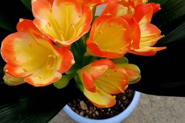 君子兰的风水作用,可提升事业运、通风报喜等