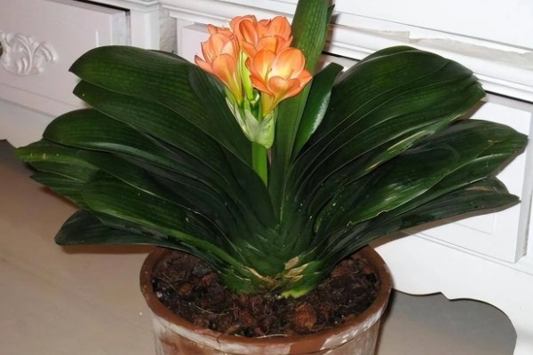 君子兰的风水作用,可提升事业运、通风报喜等