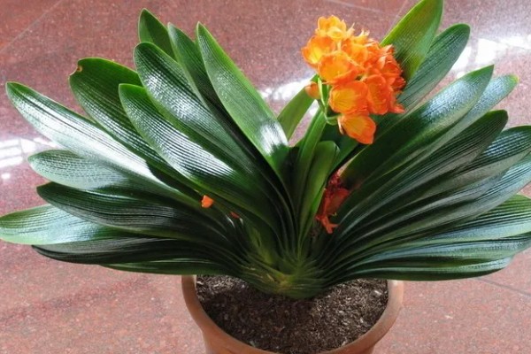 君子兰的风水作用,可提升事业运、通风报喜等