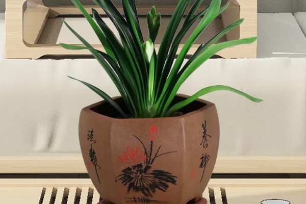 君子兰的风水作用,可提升事业运、通风报喜等