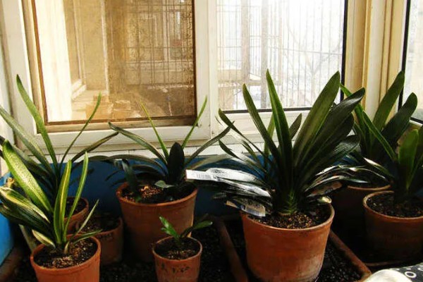 君子兰的风水作用,可提升事业运、通风报喜等