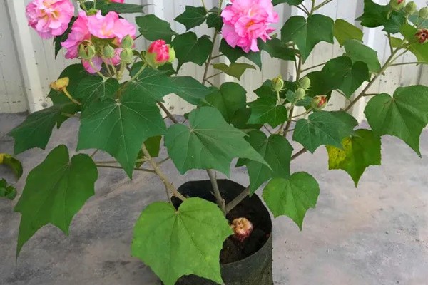 芙蓉花的养殖方法,春秋季节每隔2-3天浇一次水