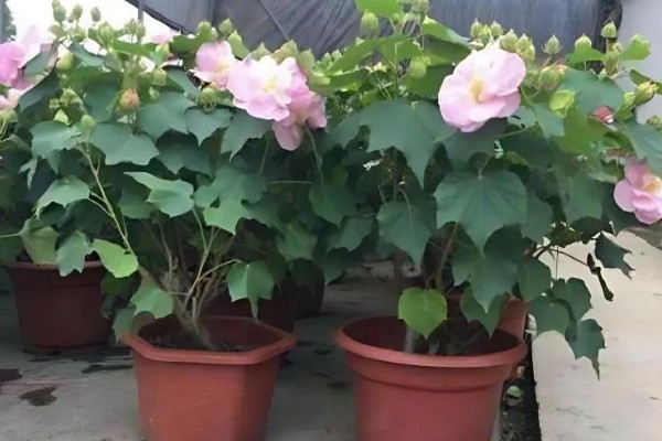 芙蓉花的养殖方法,春秋季节每隔2-3天浇一次水