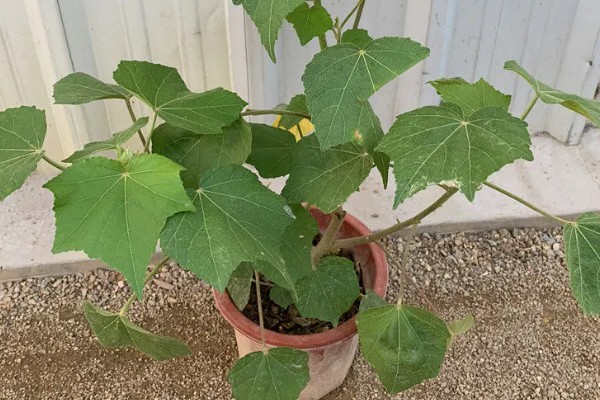 芙蓉花的养殖方法,春秋季节每隔2-3天浇一次水