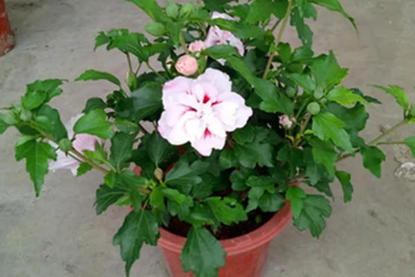 芙蓉花的养殖方法,春秋季节每隔2-3天浇一次水