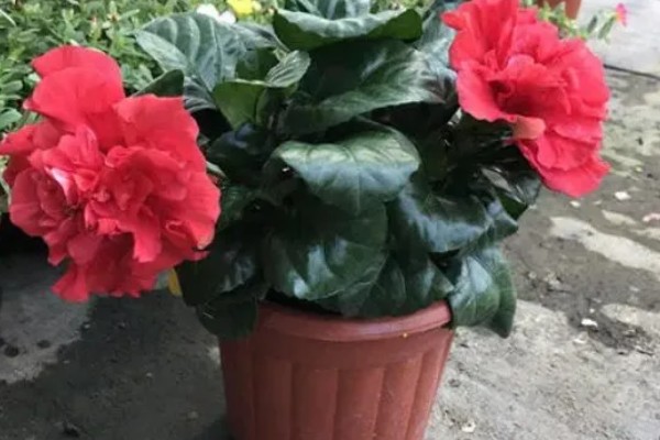 芙蓉花的养殖方法,春秋季节每隔2-3天浇一次水