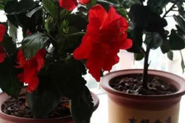 芙蓉花的养殖方法,春秋季节每隔2-3天浇一次水