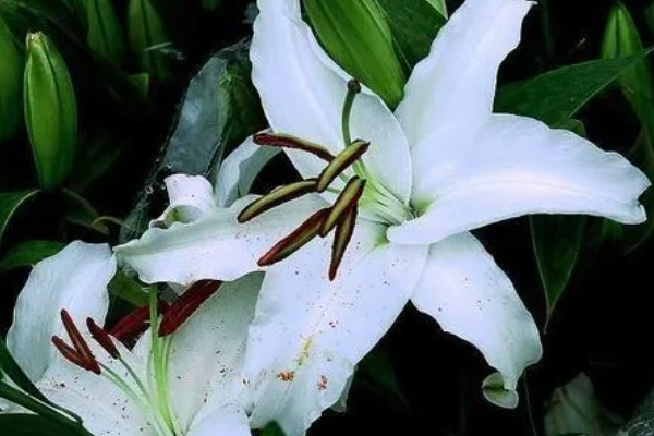 白百合花的花语,寓意纯洁庄严、心想事成等