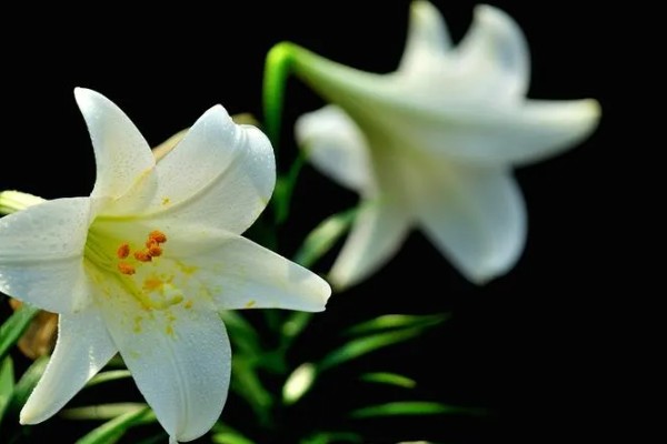 白百合花的花语,寓意纯洁庄严、心想事成等