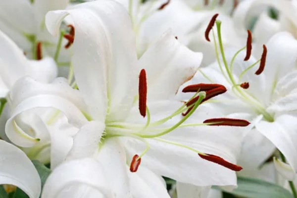 白百合花的花语,寓意纯洁庄严、心想事成等