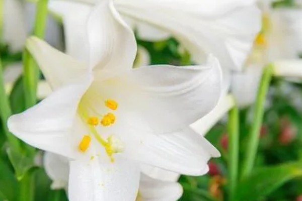 白百合花的花语,寓意纯洁庄严、心想事成等