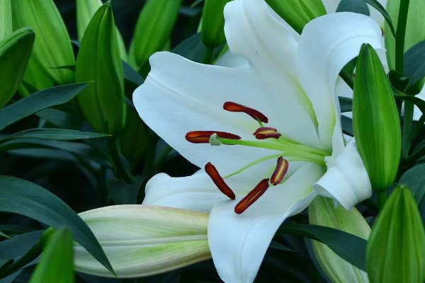 白百合花的花语,寓意纯洁庄严、心想事成等