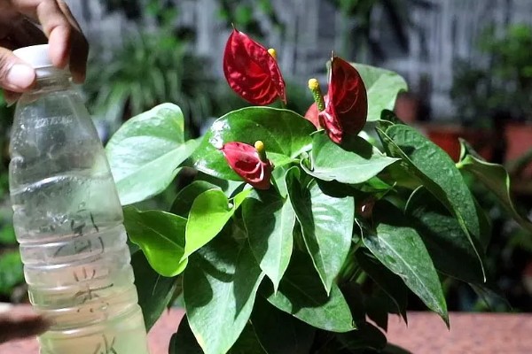 红掌能晒太阳吗,红掌可以晒太阳