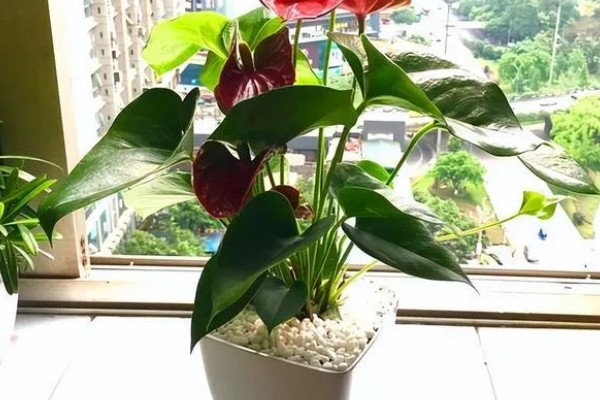 红掌能晒太阳吗,红掌可以晒太阳