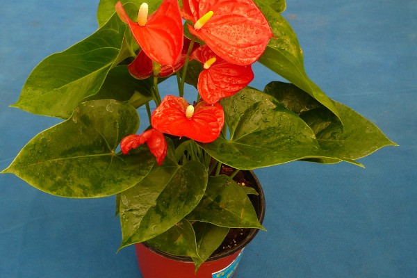 红掌能晒太阳吗,红掌可以晒太阳