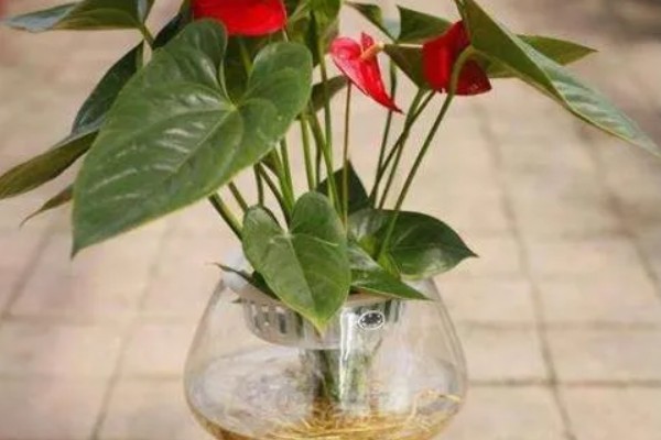 红掌能晒太阳吗,红掌可以晒太阳