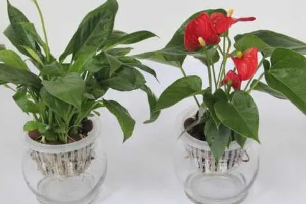 红掌能晒太阳吗,红掌可以晒太阳