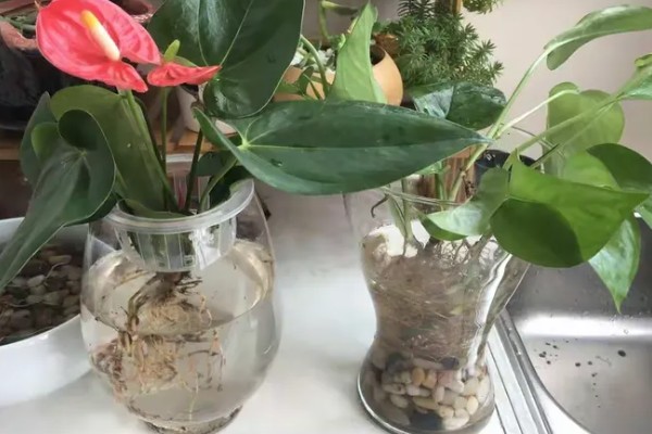 红掌能晒太阳吗,红掌可以晒太阳