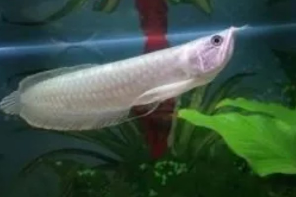银龙鱼不爱游动的原因及解决方法，可能是生病了