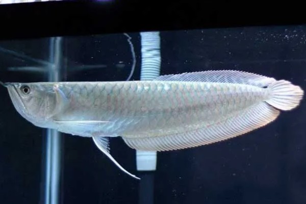 银龙鱼不爱游动的原因及解决方法，可能是生病了