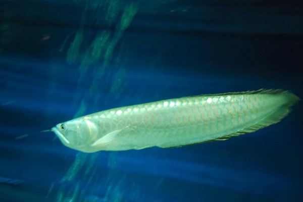 银龙鱼不爱游动的原因及解决方法，可能是生病了