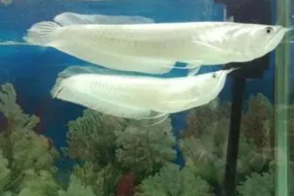 银龙鱼不爱游动的原因及解决方法，可能是生病了