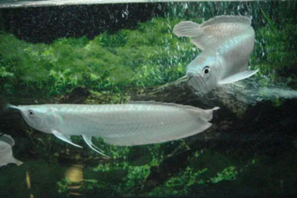 银龙鱼不爱游动的原因及解决方法，可能是生病了