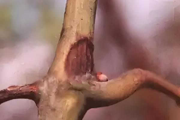 葡萄树主干为什么开裂,可能是感染了病害所致