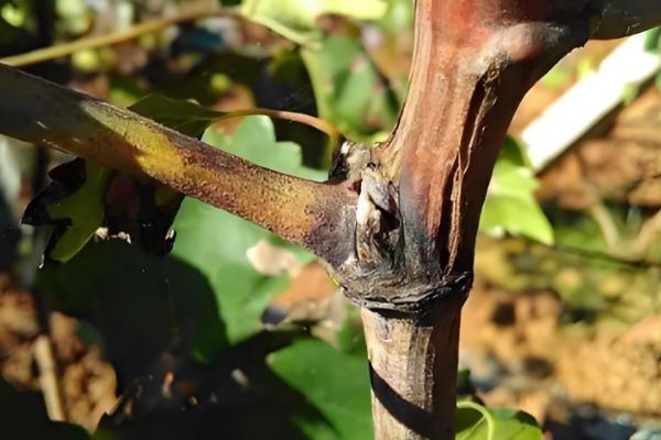 葡萄树主干为什么开裂,可能是感染了病害所致