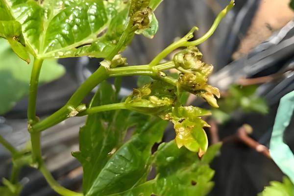 葡萄树主干为什么开裂,可能是感染了病害所致