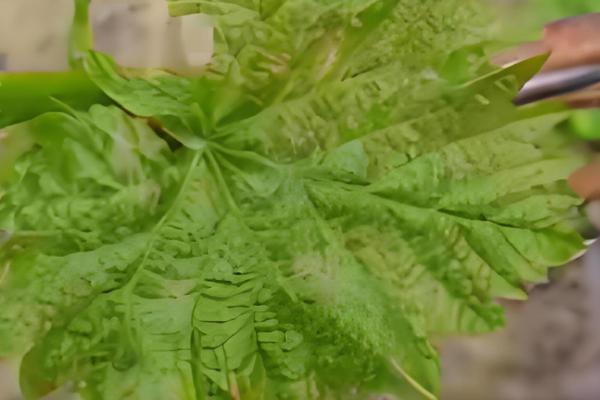 葡萄树主干为什么开裂,可能是感染了病害所致