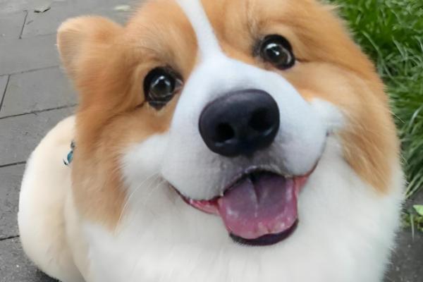 狗狗大便软的原因,可能是误食异物所致