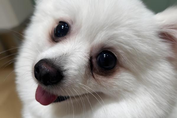 狗狗大便软的原因,可能是误食异物所致