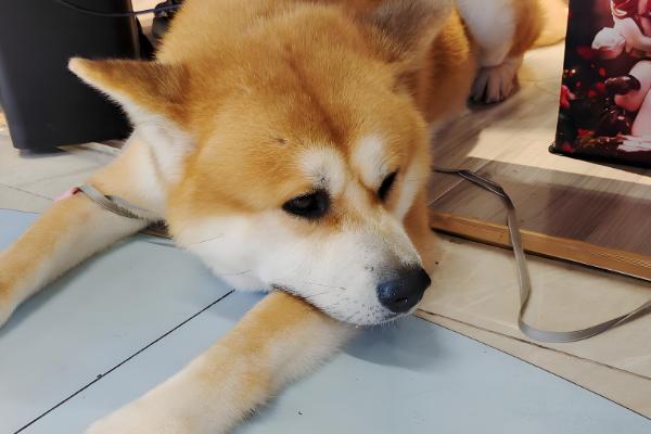 狗狗大便软的原因,可能是误食异物所致