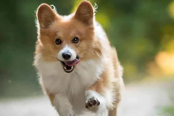 狗狗大便软的原因,可能是误食异物所致