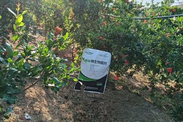 移栽石榴树之后要注意什么,对土壤浇透水但不能产生积水