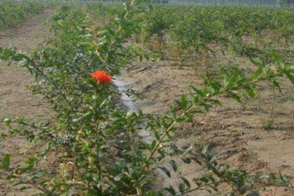 移栽石榴树之后要注意什么,对土壤浇透水但不能产生积水