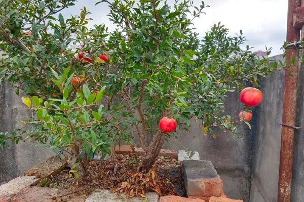 移栽石榴树之后要注意什么,对土壤浇透水但不能产生积水