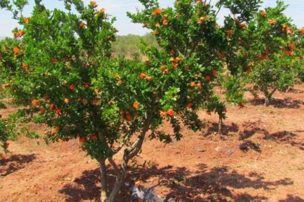 移栽石榴树之后要注意什么,对土壤浇透水但不能产生积水