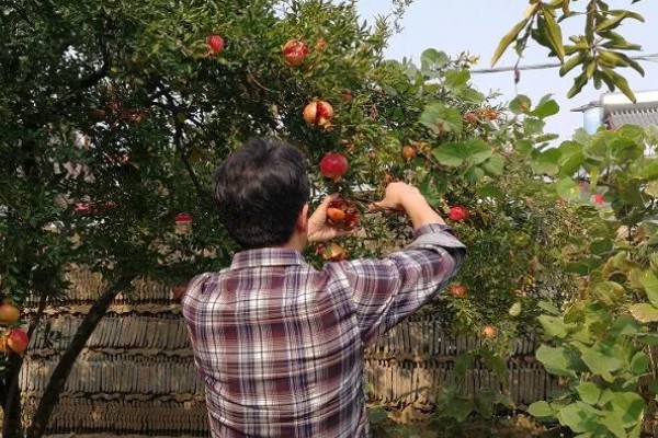 移栽石榴树之后要注意什么,对土壤浇透水但不能产生积水