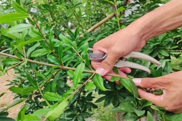 移栽石榴树之后要注意什么,对土壤浇透水但不能产生积水