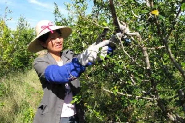 移栽石榴树之后要注意什么,对土壤浇透水但不能产生积水