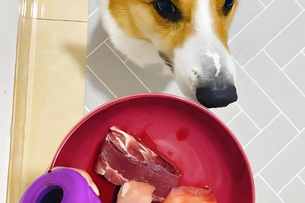 狗狗大便软的原因,可能是误食异物所致