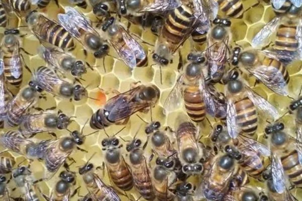 急造王台的蜂王好吗，主要取决于蜂群的质量