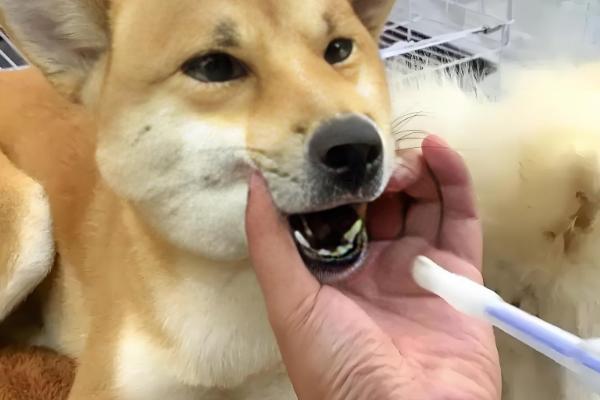 狗狗大便软的原因,可能是误食异物所致