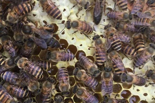 急造王台的蜂王好吗，主要取决于蜂群的质量