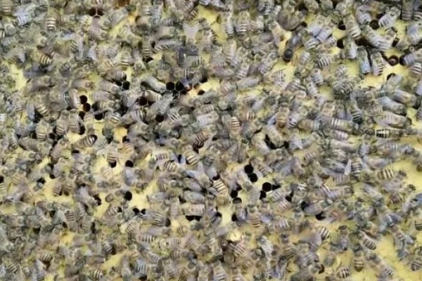 急造王台的蜂王好吗，主要取决于蜂群的质量